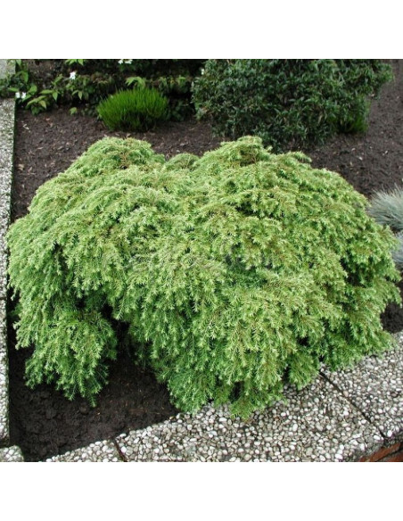 Choina kanadyjska Jeddeloh Tsuga canadensis