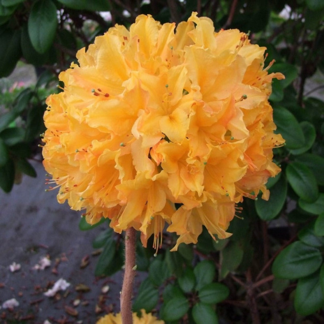 Azalia wielkokwiatowa Golden Lights Rhododendron prinophyllum