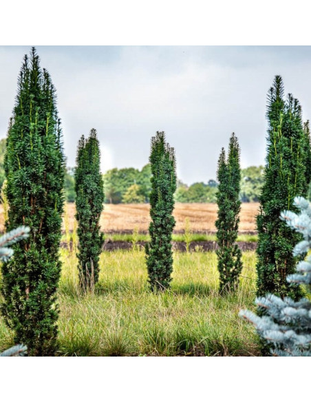 Cis pospolity Fastigiata Robusta Taxus baccata