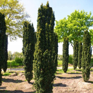 Cis pospolity Fastigiata Robusta Taxus baccata 2