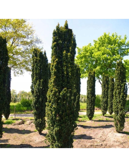 Fastigiata Robusta Cis pospolity Taxus baccata