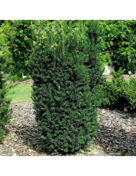 Cis pośredni Hillii Taxus media