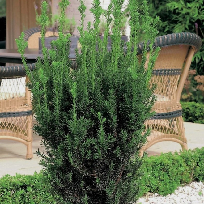 Hillii Taxus Cis pośredni media