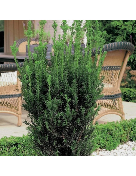 Hillii Taxus Cis pośredni media