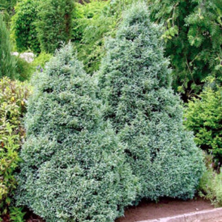 Cyprysik groszkowy Boulevard Chamaecyparis pisifera 2