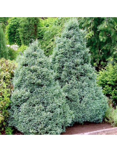 Boulevard Cyprysik groszkowy Chamaecyparis pisifera