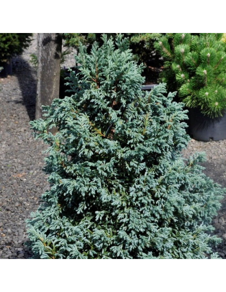 Cyprysik groszkowy Boulevard Chamaecyparis pisifera