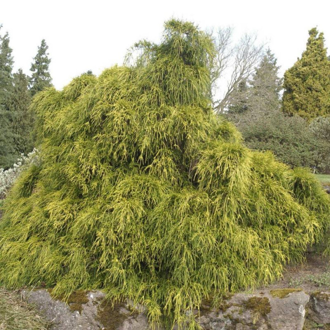 Cyprysik groszkowy Filifera Aurea Chamaecyparis pisifera