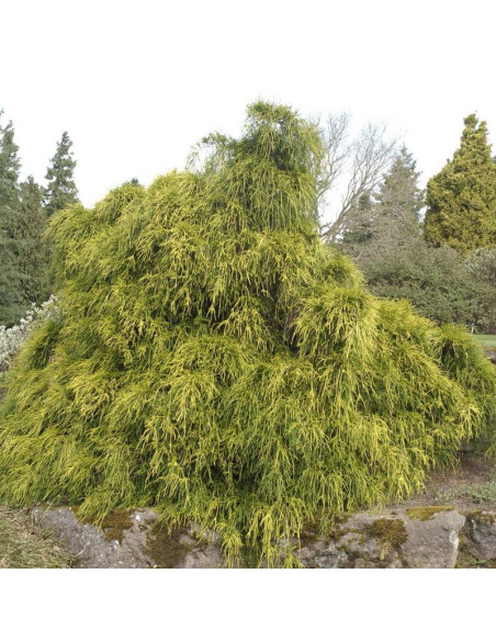 Cyprysik groszkowy Filifera Aurea Chamaecyparis pisifera