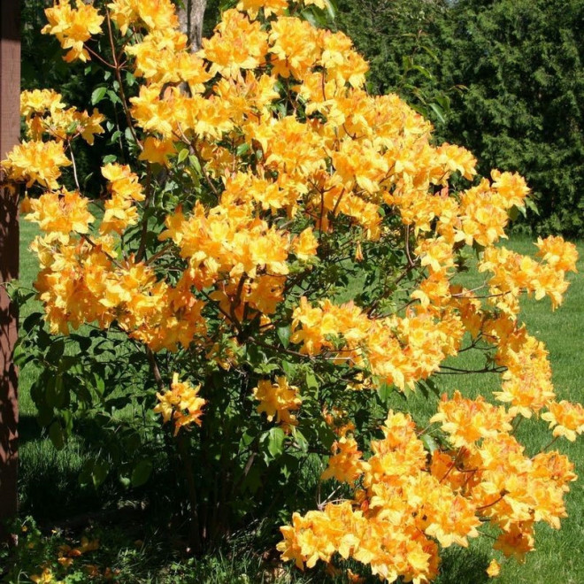 Golden Lights Azalia wielkokwiatowa Rhododendron prinophyllum