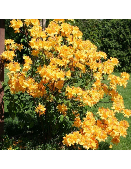 Golden Lights Azalia wielkokwiatowa Rhododendron prinophyllum