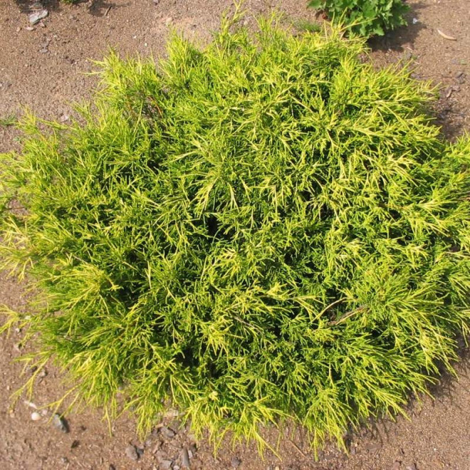 Cyprysik groszkowy Sungold Chamaecyparis pisifera