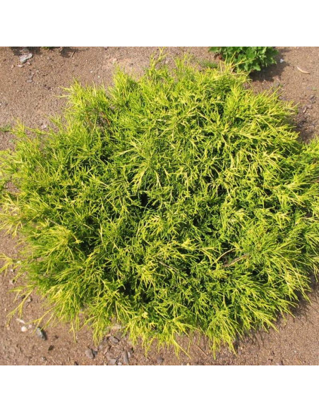 Cyprysik groszkowy Sungold Chamaecyparis pisifera