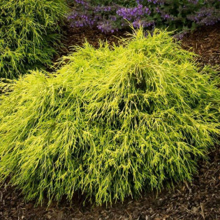 Cyprysik groszkowy Sungold Chamaecyparis pisifera 2