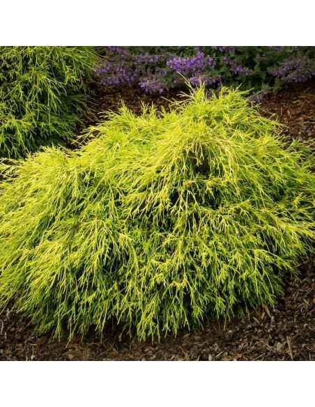 Sungold Cyprysik groszkowy Chamaecyparis pisifera