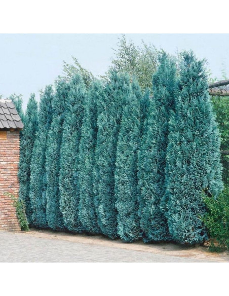 Cyprysik Lawsona Columnaris Chamaecyparis lawsoniana