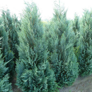 Cyprysik Lawsona Columnaris Chamaecyparis lawsoniana 2