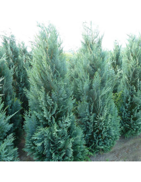 Lawsona Columnaris Cyprysik Chamaecyparis lawsoniana