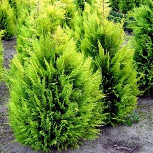 Cyprysik Lawsona Ivonne Chamaecyparis lawsoniana 2