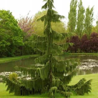 Cyprysik nutkajski Pendula Chamaecyparis nootkatensis 2