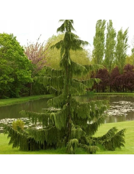 Pendula Cyprysik nutkajski Chamaecyparis nootkatensis