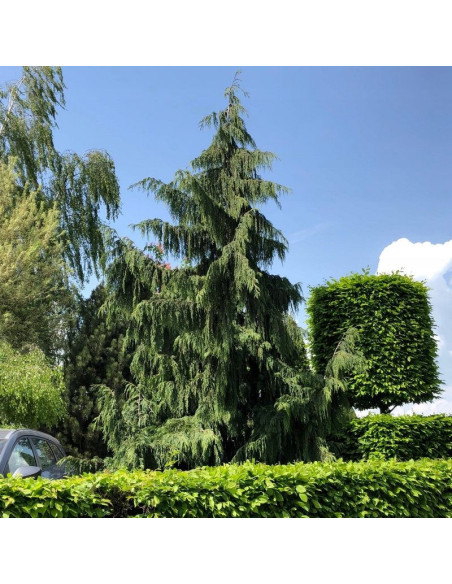 Cyprysik nutkajski Pendula Chamaecyparis nootkatensis