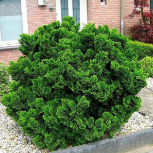 Cyprysik tępołuskowy Nana Gracilis Chamaecyparis obtusa