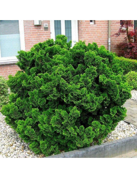 Cyprysik tępołuskowy Nana Gracilis Chamaecyparis obtusa