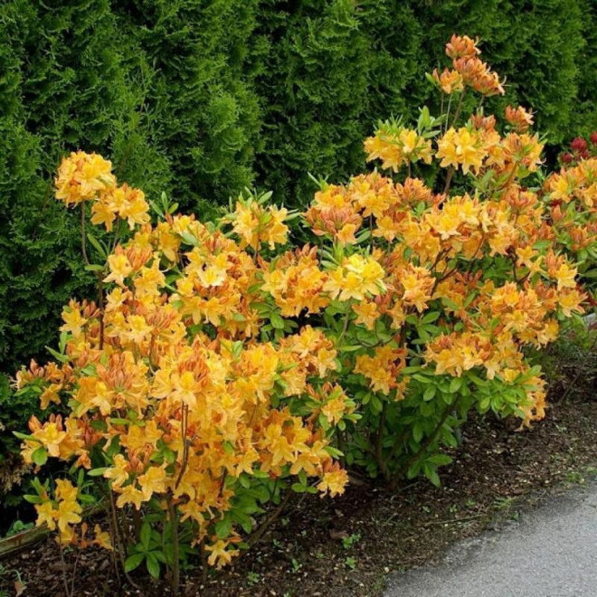 Rhododendron prinophyllum Azalia wielkokwiatowa Golden Lights