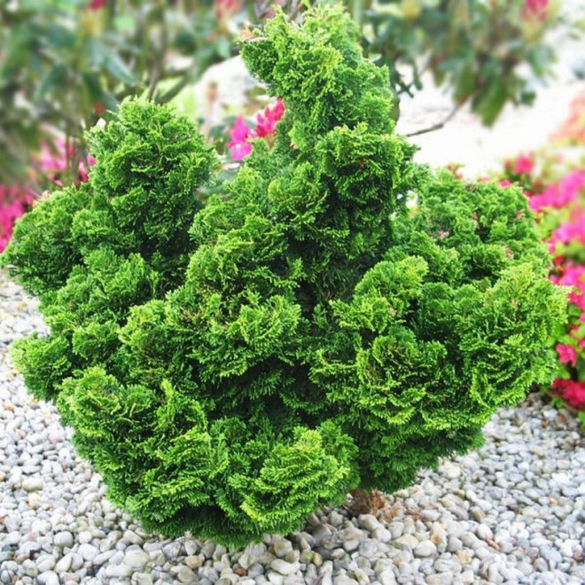 Nana Gracilis Cyprysik tępołuskowy Chamaecyparis obtusa Nana Gracilis Cyprysik tępołuskowy Chamaecyparis obtusa