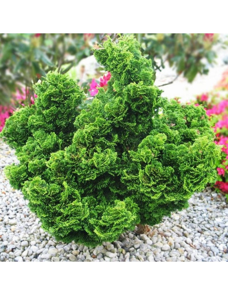 Nana Gracilis Cyprysik tępołuskowy Chamaecyparis obtusa