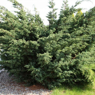 Blue Alps Jałowiec chiński Juniperus chinensis 2