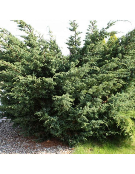Jałowiec chiński Blue Alps Juniperus chinensis