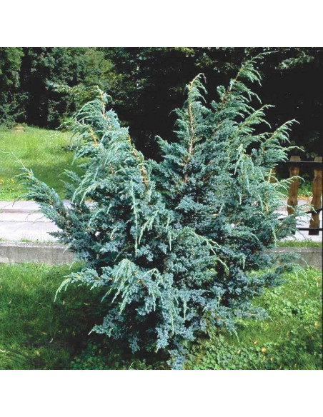 Blue Alps Jałowiec chiński Juniperus chinensis