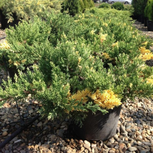 Jałowiec chiński Expansa Variegata Juniperus chinensis