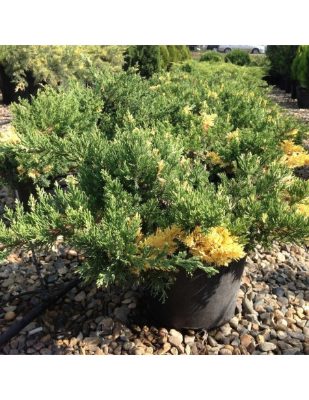 Jałowiec chiński Expansa Variegata Juniperus chinensis