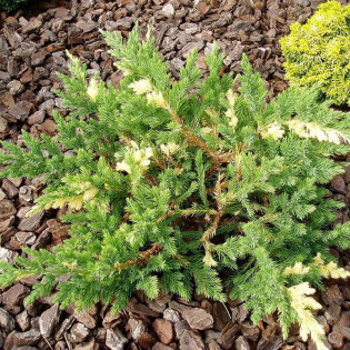 Jałowiec chiński Expansa Variegata Juniperus chinensis 2