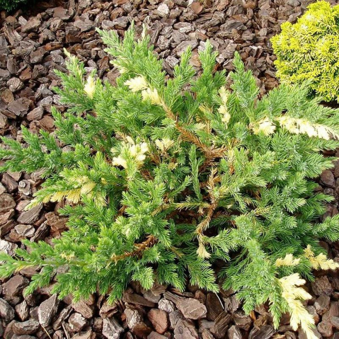 Expansa Variegata Jałowiec chiński Juniperus chinensis