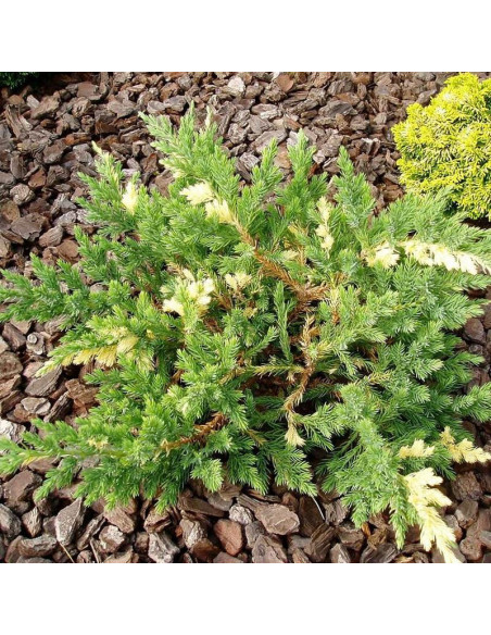 Expansa Variegata Jałowiec chiński Juniperus chinensis
