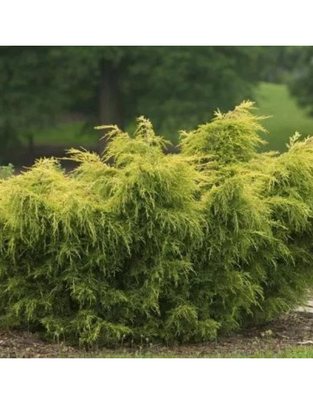 Kuriwao Gold Jałowiec chiński Juniperus chinensis