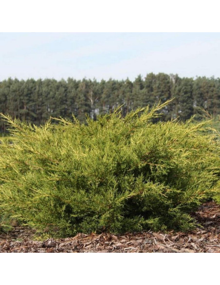 Jałowiec chiński Kuriwao Gold Juniperus chinensis