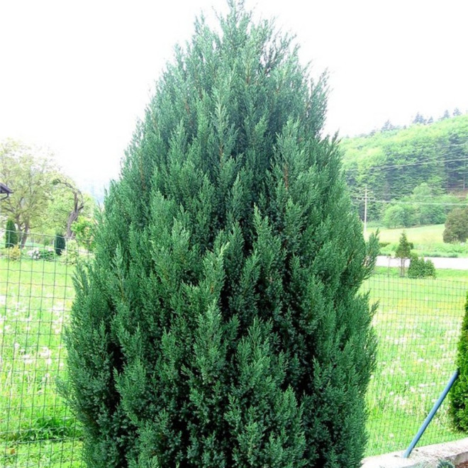 Jałowiec chiński Stricta Juniperus chinensis