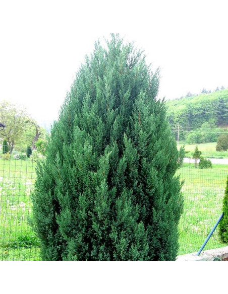 Jałowiec chiński Stricta Juniperus chinensis
