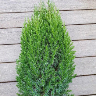 Jałowiec chiński Stricta Juniperus chinensis 2