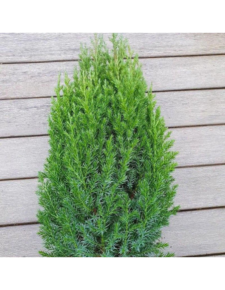 Stricta Jałowiec chiński Juniperus chinensis