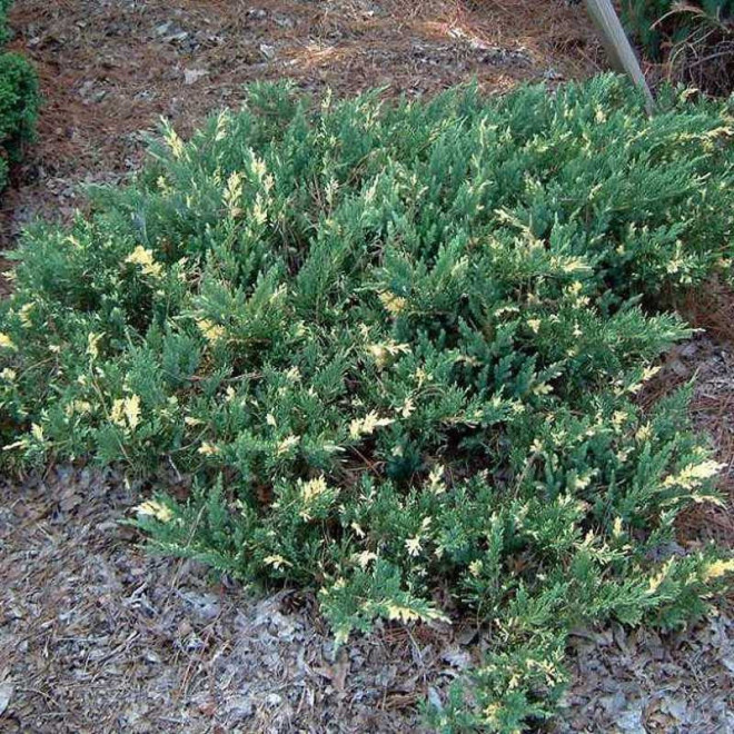 Jałowiec płożący Andorra Variegata Juniperus horizontalis