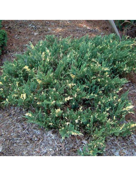 Jałowiec płożący Andorra Variegata Juniperus horizontalis