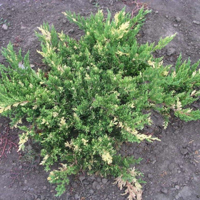 Andorra Variegata Jałowiec płożący Juniperus horizontalis