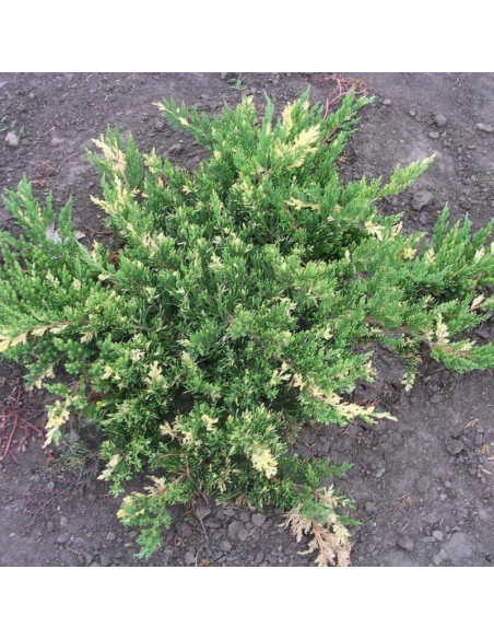Andorra Variegata Jałowiec płożący Juniperus horizontalis