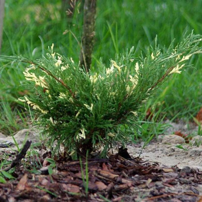 Jałowiec sabiński Variegata Juniperus sabina